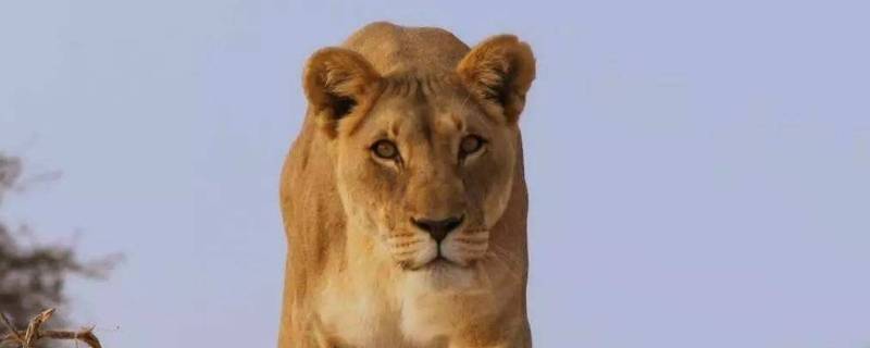 狮子是群居动物吗
