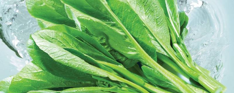菜心煮多久可以熟