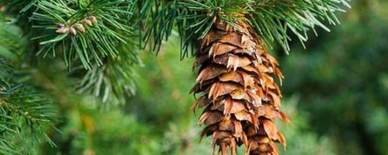 松果是什么树的果子