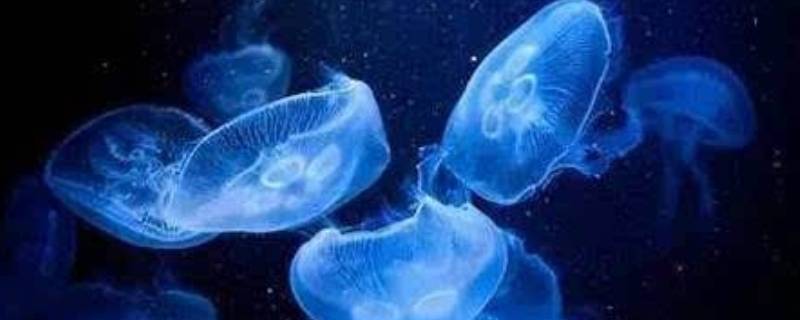 水母象征意义