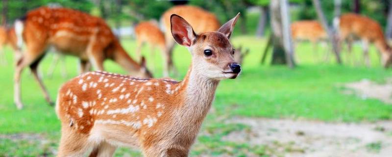 星星点点是什么动物