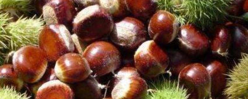 新鲜板栗直接放冰箱可以吗