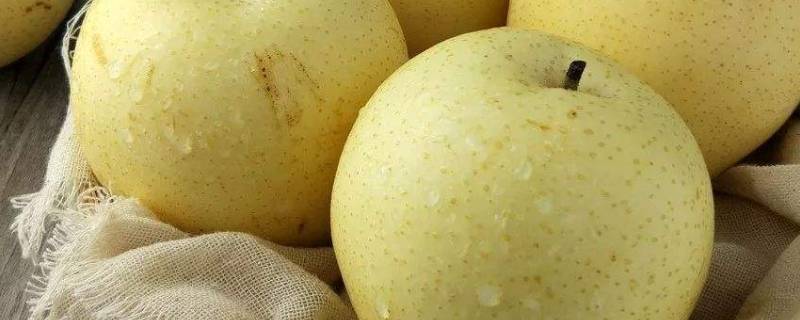 雪梨和皇冠梨一样吗