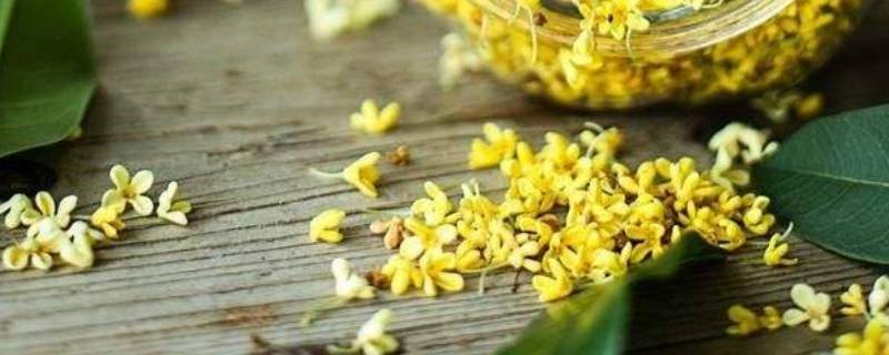 新鲜桂花能泡水喝吗