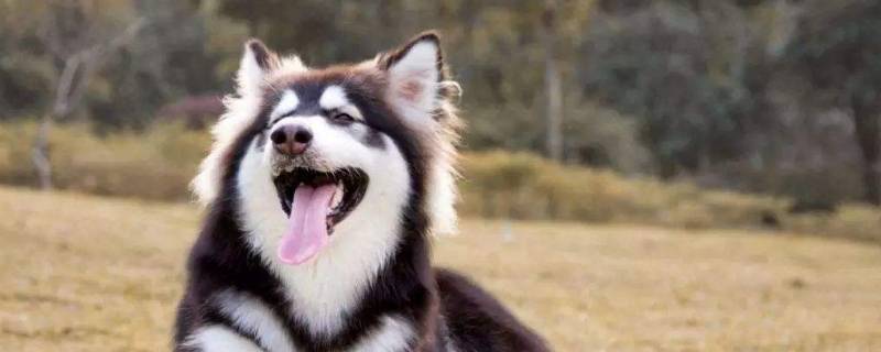 雪地三傻是哪三种