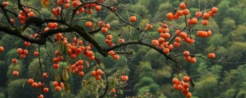 新摘的柿子怎么处理