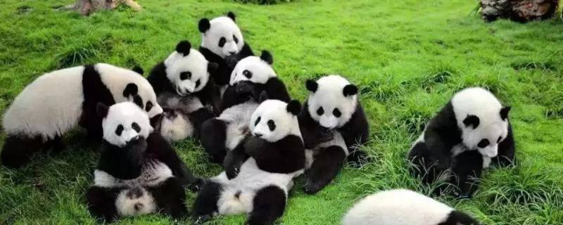 熊猫的毛是什么相间的