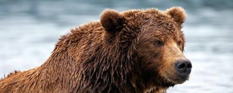 熊的种类有哪些