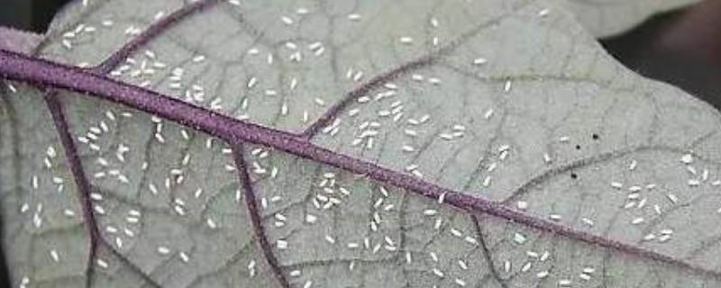 小白虫像灰尘是什么虫