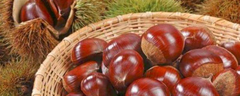 新鲜板栗可以放冰箱冷冻里保存吗