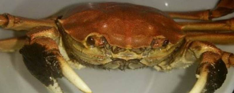 蟹要煮多少分钟才好