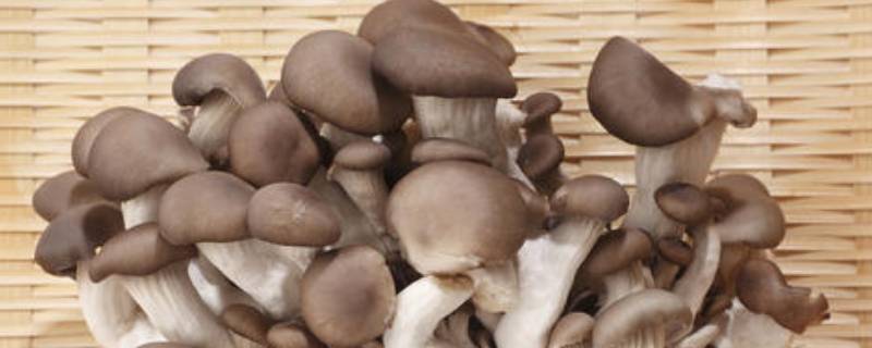 秀珍菇和平菇一样吗