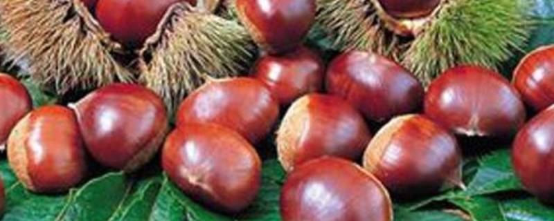 新鲜板栗怎样保存不会坏掉