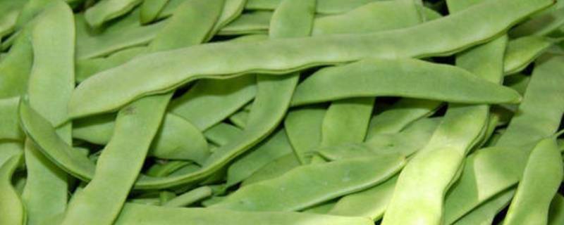 新鲜扁豆可以直接晒干吗