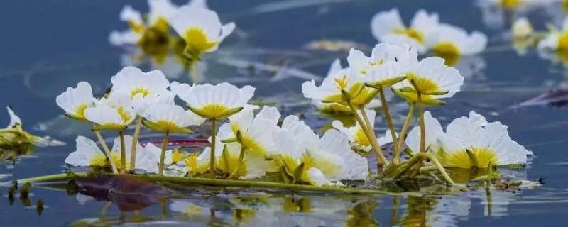 云南水性杨花是什么菜