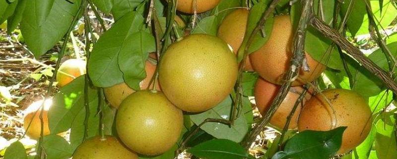 柚子是什么杂交的