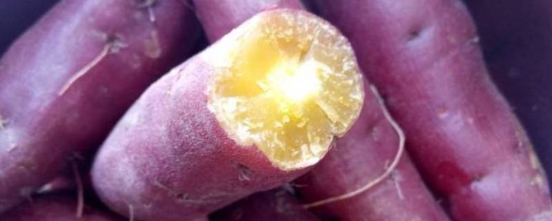 花心番薯是转基因食品吗