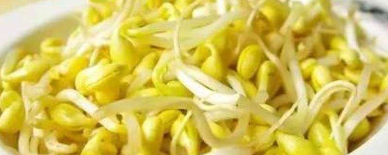 黄豆芽变绿了还能吃吗
