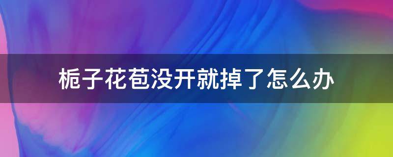 栀子花苞没开就掉了怎么办