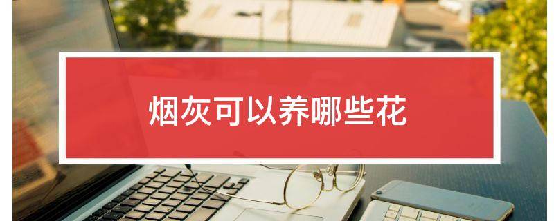 烟灰可以养哪些花