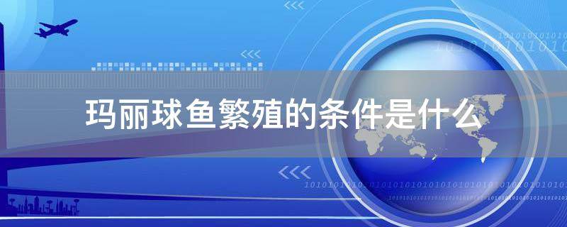 玛丽球鱼繁殖的条件是什么