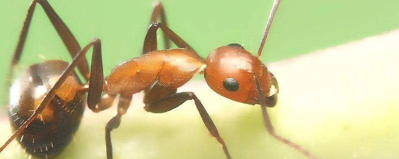 小黄家蚁的窝一般在哪 生活百科