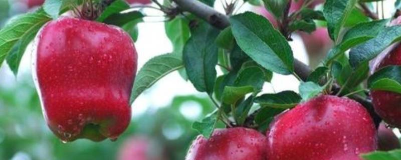 苹果的由来