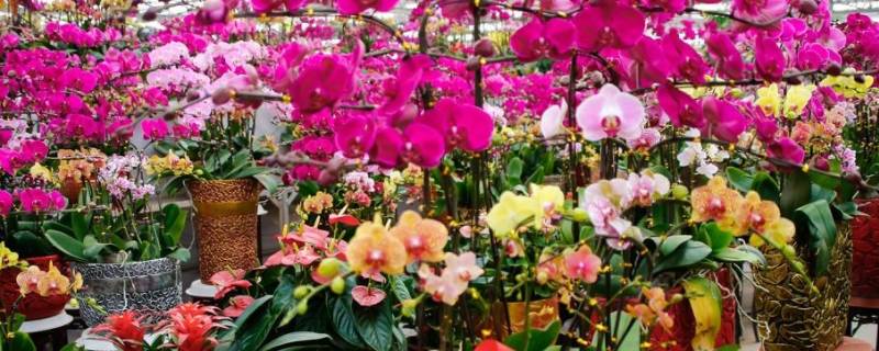 花市的由来
