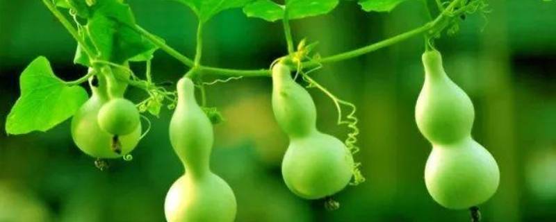 葫芦的由来