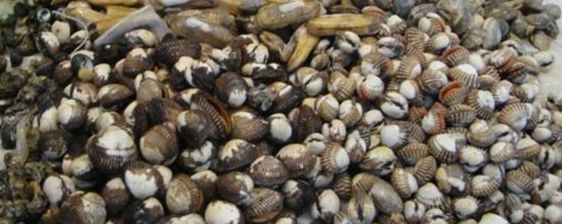 海鲜贝壳类有哪些
