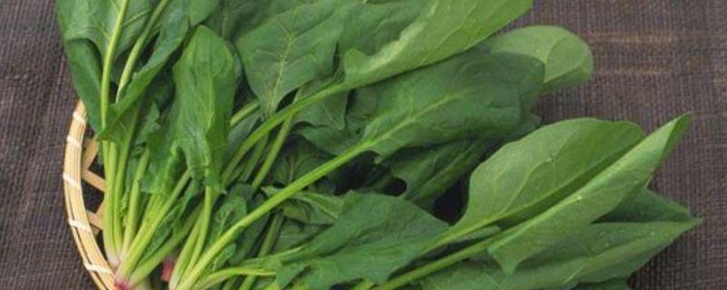 炒菠菜怎么炒的好吃