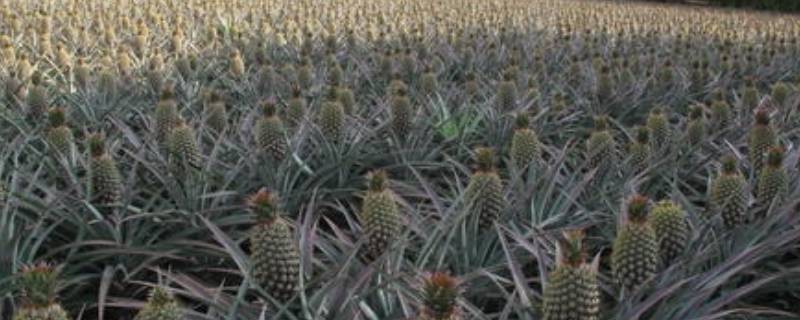 凤梨可以放多久