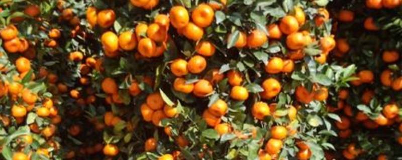 观赏橘子为什么不能吃