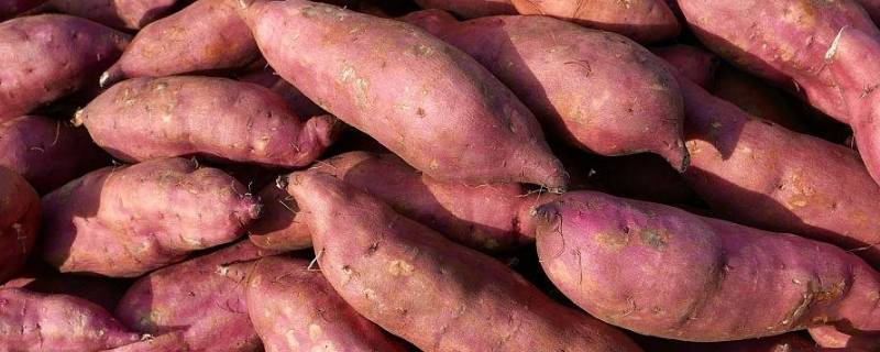 红薯怎么存放不会烂