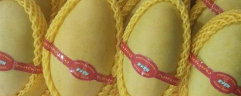 高乐蜜芒果要放软才可以吃吗