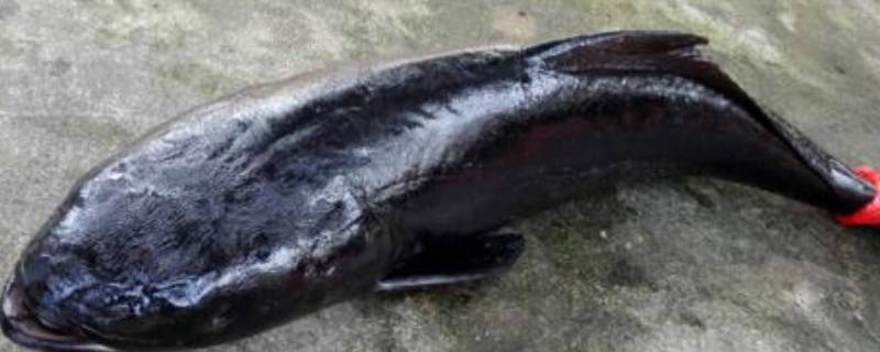 黑色的鱼叫什么鱼