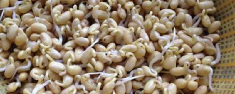 黄豆芽和平菇怎么炒好吃