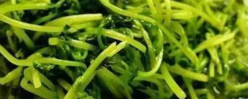 菠菜怎么炒不老