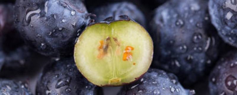 佳沃蓝莓是哪儿产的