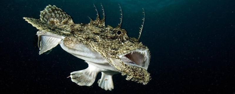 安康鱼怎么处理