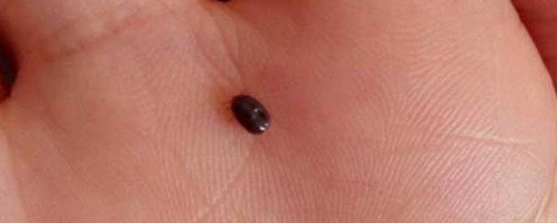 酒精能杀死跳蚤吗