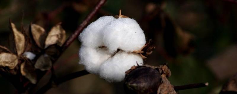 木头棉花属于什么材料