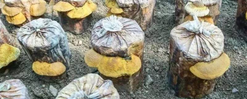桑黄是怎么形成的