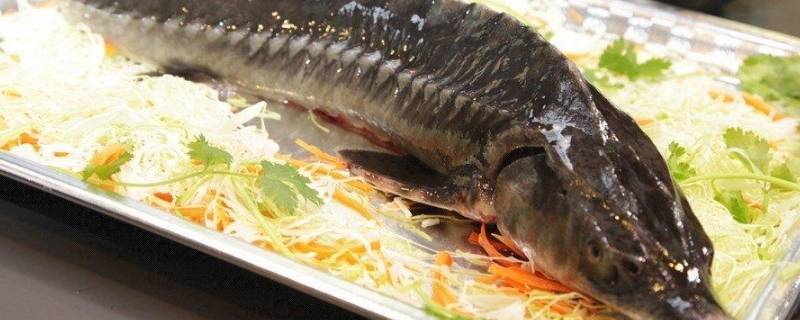 鲟龙鱼怎么刮鱼鳞