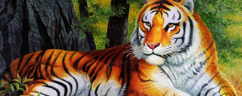 带虎字很霸气的代号