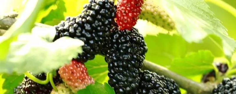 桑葚保存保鲜的方法