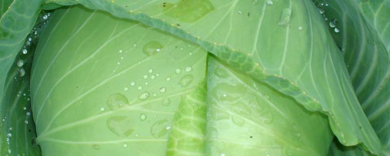 包菜上高速算绿通吗