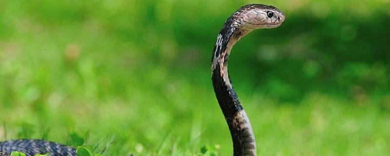 饭铲头是什么蛇 生活百科