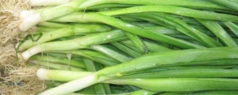大蒜杆子怎么腌好吃