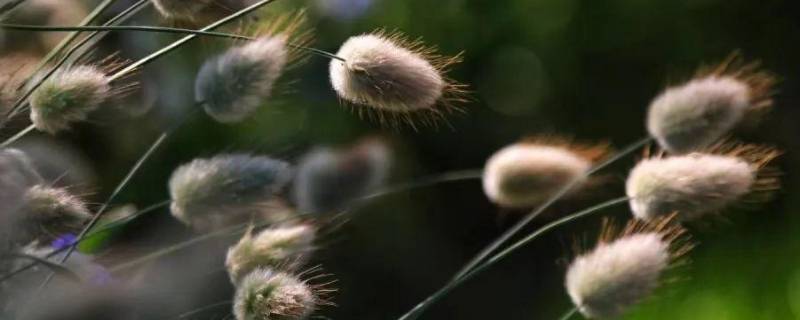 毛茸茸的东西有什么